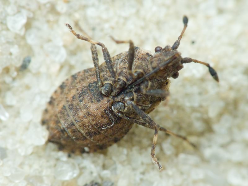 Bathysolen nubilus (Fallen, 1807)